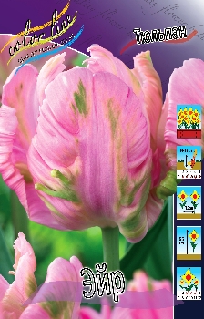 Tulipa Air